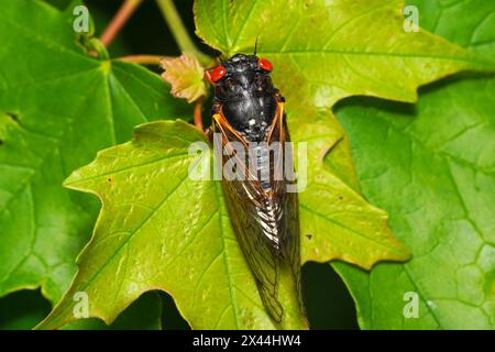 Nahaufnahme einer Cicada auf einem Baumblatt. 13-jährige Zeitschrift Cicada aus Brood XIX, die im April 2024 in North Carolina auftaucht. Stockfoto