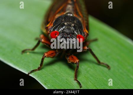 Nahaufnahme einer Cicada. 13-jährige Zeitschrift Cicada aus Brood XIX, die im April 2024 in North Carolina auftaucht. Stockfoto