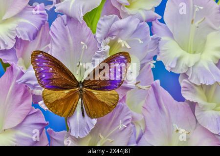 USA, Washington State, Issaquah. Schmetterling auf Blumen Stockfoto