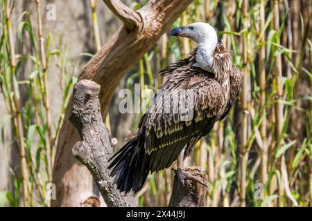 Gyps rueppelli, ein großer Raubvogel, der in der Sahelregion Afrikas endemisch ist, und der höchste fliegende Vogel der Welt. Cri Stockfoto