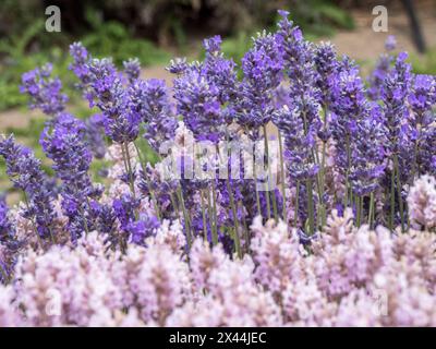 Lila und rosa Lavendel in voller Blüte auf der Lavendelfarm in Sequim, Washington State. Stockfoto