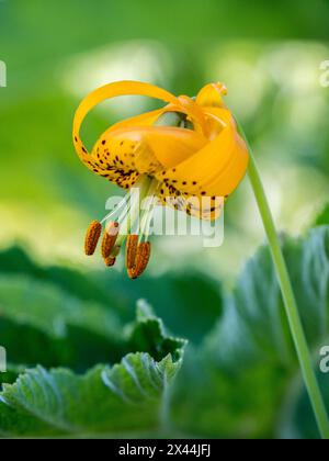 Orange Columbia Lilien (Tigerlilien) im Olympic Peninsula National Park. Stockfoto