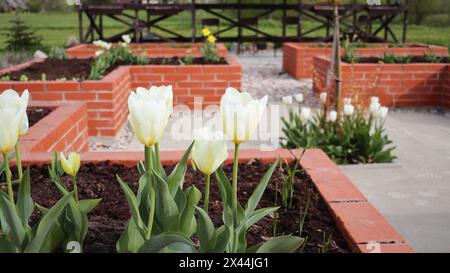 Frühling Hintergrund. Ein moderner Gemüsegarten mit erhöhten Ziegelbeeten. Hochbeete im Garten eines städtischen Gartens. Stockfoto