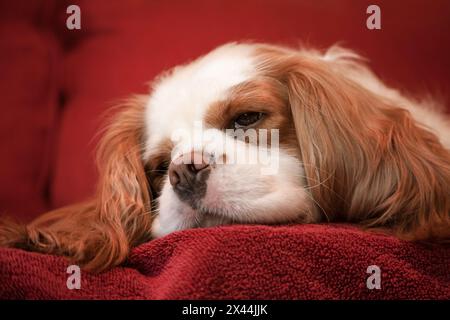 Issaquah, Bundesstaat Washington, USA. Cavalier King Charles Spaniel, schlaft auf einem handtuchbedeckten Sofa. (PR) Stockfoto