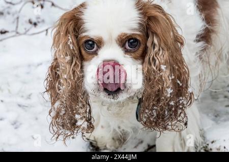 Issaquah, Bundesstaat Washington, USA. Cavalier King Charles Spaniel, in der Hoffnung auf ein Vergnügen, während er draußen an einem schneebedeckten Tag spielt. (PR) Stockfoto