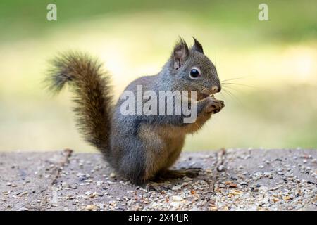 Issaquah, Bundesstaat Washington, USA. Douglas Eichhörnchen isst eine Erdnuss, steht mitten in Erdnüssen und Vogelsamen Stockfoto