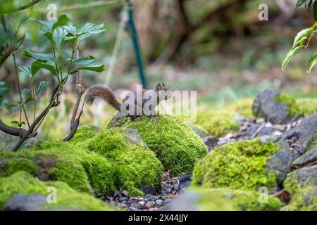 Issaquah, Bundesstaat Washington, USA. Douglas Eichhörnchen, das auf einem moosbedeckten Felsen neben einem kleinen Bach sitzt. Stockfoto