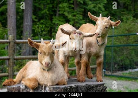 Issaquah, Bundesstaat Washington, USA. Drei drei Wochen alte guernsey-Ziegen auf einem Stumpf, darunter eine, die enthornt wurde. (PR) Stockfoto