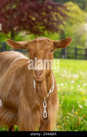 Issaquah, Bundesstaat Washington, USA. Porträt einer goldenen guernsey-Frau mit einer Wiese hinter ihr. (PR) Stockfoto