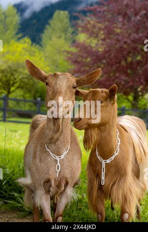 Issaquah, Bundesstaat Washington, USA. Porträt zweier weiblicher guernsey-Ziegen mit einer Wiese dahinter. (PR) Stockfoto