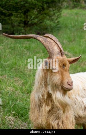 Issaquah, Bundesstaat Washington, USA. Nahaufnahme eines Porträts einer seltenen Rasse, der goldenen guernsey-billy-Ziege mit langen Hörnern. (PR) Stockfoto