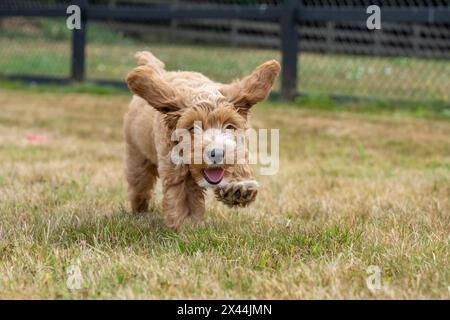 Issaquah, Bundesstaat Washington, USA. 3 Monate alter Aussiedoodle-Welpe, der auf dem Feld läuft. (PR) Stockfoto