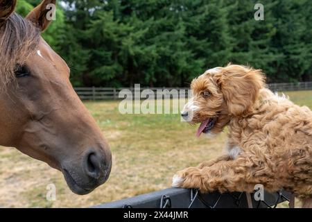 Issaquah, Bundesstaat Washington, USA. Ein 3 Monate alter Aussiedoodle Welpe wird hochgehoben, um ein Pferd zu begrüßen. (PR) Stockfoto