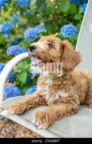 Issaquah, Bundesstaat Washington, USA. 3 Monate alter Aussiedoodle-Welpe, der auf einem Terrassensessel neben Hortensien liegt. (PR) Stockfoto