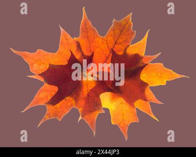 USA, Bundesstaat Washington. Herbstfarbene Ahornblätter Stillleben mit rosafarbenem Hintergrund Stockfoto