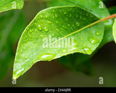 USA, Bundesstaat Washington. Regentropfen auf Rhododendron-Blättern Stockfoto