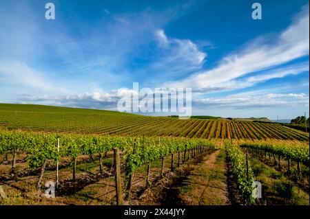 USA, Bundesstaat Washington, Pasco. Reihen in einem Weinberg in Washington blühen im Frühlingslicht. Stockfoto