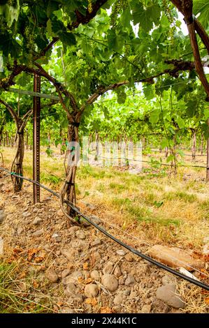 USA, Washington State, Walla Walla. Der Funk Vineyard mit dem speziellen Gittersystem, das als Genfer Doppelvorhang bekannt ist. (Nur Für Redaktionelle Zwecke) Stockfoto