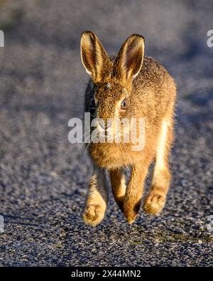 Leveret (Hase) in Oxfordshire Stockfoto