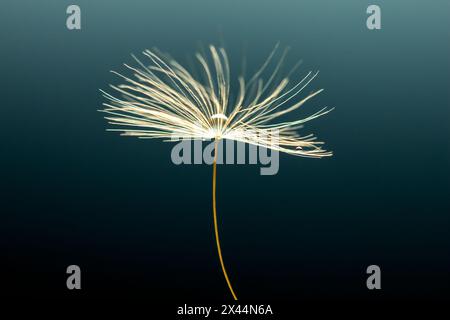 löwenzahn Flusen mit einem großen Tropfen Wasser, Makrofoto auf blauem Hintergrund, Kontrast, Abstraktion Stockfoto