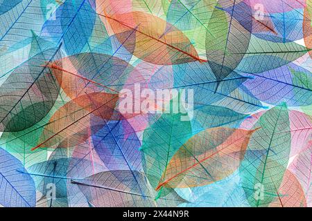 Mehrfarbige Skelettblätter auf schwarzem Hintergrund angeordnet Stockfoto