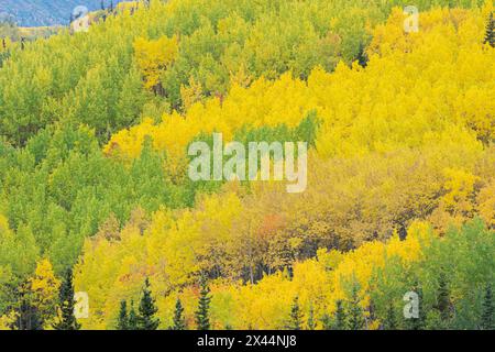 USA, Alaska, Chugach National Forest. Aspen im Herbst. Stockfoto