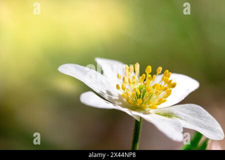 Isolierte weiße Blume im Wald. Schöne helle unscharfe Waldwiese mit weißen Blumen und Sonnenlicht, unscharfe Bäume im Hintergrund Stockfoto