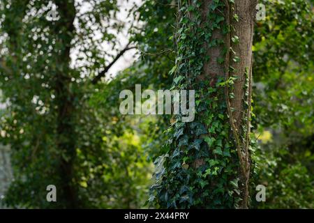 Hedera Helix, der gemeine Efeu, englischer Efeu, europäischer Efeu Hintergrund. Green Ivy (Hedera Helix) klettert auf einen Baum. Stockfoto