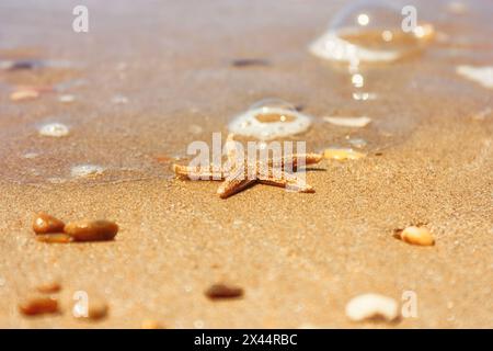 Seesterne (Art Asterias rubens) mit Schindel, sehen Sie aus nächster Nähe einen Küstensand nach der Flut. Der Golf von Biskaya, die Atlantikküste Frankreichs Stockfoto