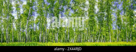 Birkenhain an einem sonnigen Sommertag im Frühling, Landschaftsbanner, riesiges Panorama Stockfoto