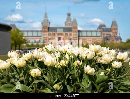 Blumen vor dem Rijksmuseum, dem Nationalmuseum der Niederlande in Amsterdam. Selektiver Fokus Stockfoto