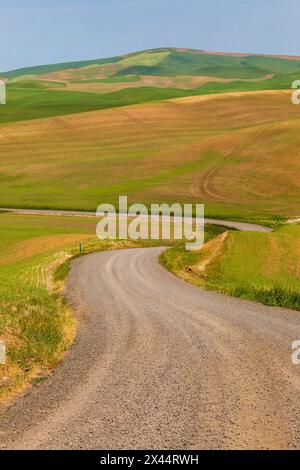 USA, Idaho, Genesee. Grüne Weizenfelder. Schotter, unbefestigter Weg. Stockfoto