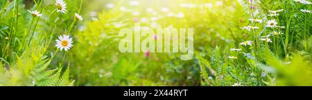 Sommerlandschaft, Banner - blühende Pflanzen auf der Sommerwiese an einem sonnigen Tag. Horizontaler Hintergrund mit unscharfem Kopierraum für Text Stockfoto