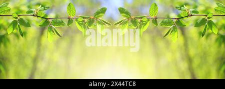 Frühlingshintergrund, horizontales Banner - Ansicht von zwei gespiegelten horizontalen Buchenzweigen im Wald an einem sonnigen Tag, Nahaufnahme, mit Platz für Text Stockfoto