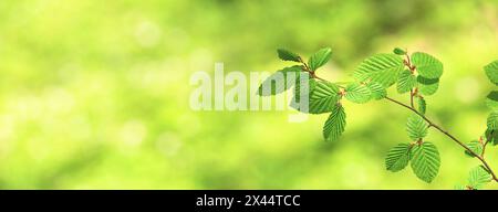 Frühlingshintergrund, horizontales Banner - Ansicht der Buchenblätter auf dem Zweig im Wald an einem sonnigen Tag, Nahaufnahme, mit Platz für Text Stockfoto