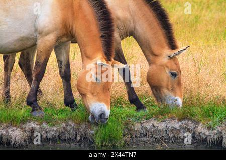 Sommerlandschaft - Blick auf Przewalskis Pferde aus nächster Nähe, die auf dem Flussufer in der trockenen Steppe weiden Stockfoto