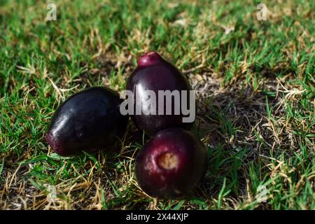 Jambul oder Jamun (Syzygium cumini) auf Grashintergrund Stockfoto