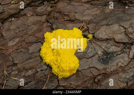 Schleimform: Fuligo septica. Plasmodium-Stadium. Sussex, Großbritannien Stockfoto