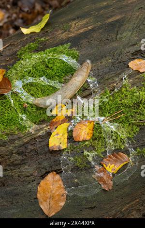 Gelber Slug: Limax flavus. Mit Schleimspur. Surrey, Großbritannien Stockfoto