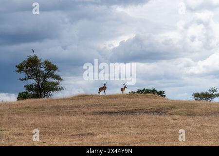 Der Nyerere-Nationalpark ist ein Sprung nach Impalas Stockfoto