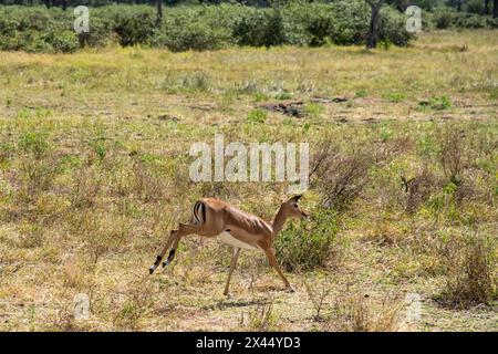 Der Nyerere-Nationalpark ist ein Sprung nach Impalas Stockfoto