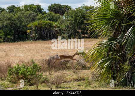 Der Nyerere-Nationalpark ist ein Sprung nach Impalas Stockfoto