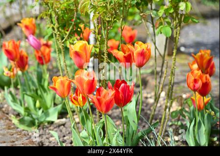 Metallic Orange Blüten der Tulpe Tulipa Cairo, wächst unter Rosen, im britischen Garten April Stockfoto