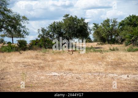 Der Nyerere-Nationalpark ist ein Sprung nach Impalas Stockfoto