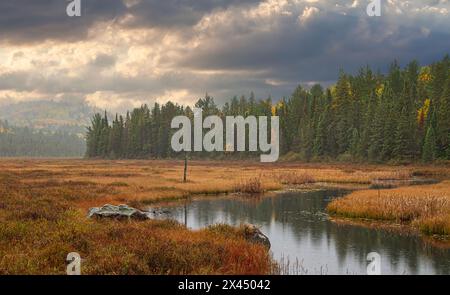 Herbstmorgen entlang Costello Creek im Algonquin Park, Kanada Stockfoto