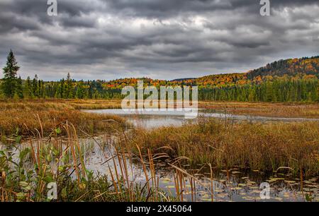 Herbstmorgen entlang Costello Creek im Algonquin Park, Kanada Stockfoto