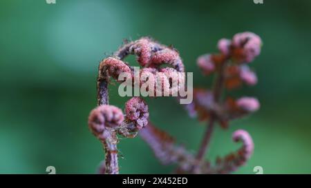 Das Keimen eines rot verhüllten Farns im Frühling. Stockfoto