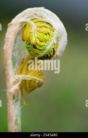 Ein Nahbild eines Farnen, gemeinen Bracken, Pteridium aquilinum mit einem fest gebundenen fiddlehead, der darauf wartet, seine Wedel zu entfalten und zu erweitern Stockfoto