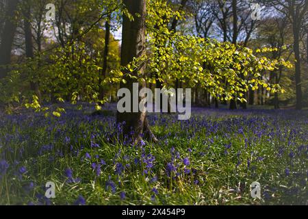 Blauglocken im Wald außerhalb von Henley, Oxfordshire Stockfoto