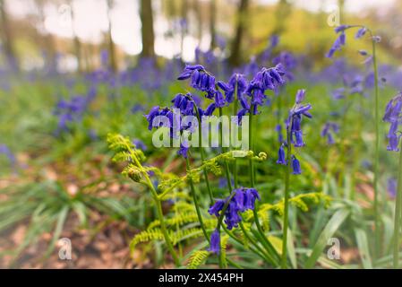 Glockenblumen und Farnpflanzen im Wald außerhalb von Henley, Oxfordshire Stockfoto